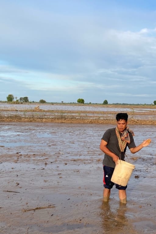 One of our baptized friends sowing sprouted rice seedlings in his field.